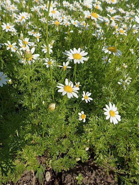 Anacyclus pyrethrum / Flattened Alexander's Foot, D Sachsen-Anhalt, Kloster Jerichow 22.9.2020