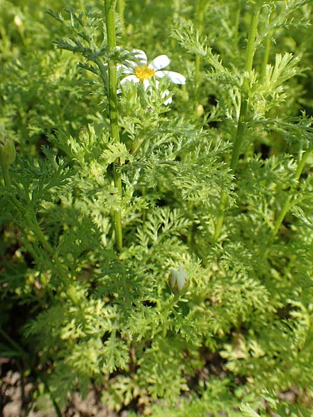 Anacyclus pyrethrum / Flattened Alexander's Foot, D Sachsen-Anhalt, Kloster Jerichow 22.9.2020