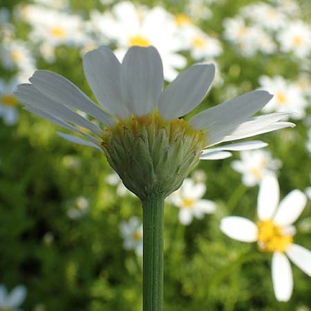 Anacyclus pyrethrum / Flattened Alexander's Foot, D Sachsen-Anhalt, Kloster Jerichow 22.9.2020