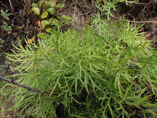 Artemisia pontica ? / Roman Wormwood, D Freiburg-Tiengen 5.10.2021