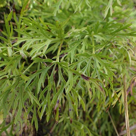Artemisia pontica ? / Roman Wormwood, D Freiburg-Tiengen 5.10.2021