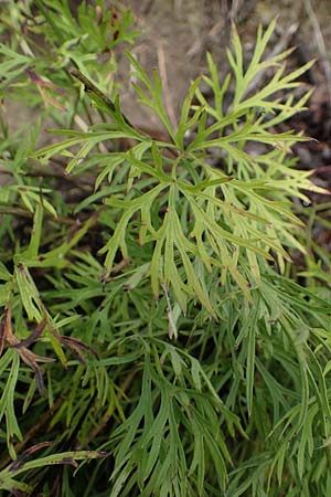 Artemisia pontica ? / Roman Wormwood, D Freiburg-Tiengen 5.10.2021