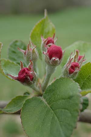 Malus domestica \ Kultur-Apfel / Apple, D Trippstadt 23.4.2022