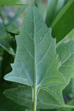 Atriplex prostrata, Spear-Leaved Orache