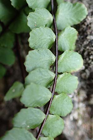 Asplenium trichomanes subsp. quadrivalens, Tetraploid Spleenwort