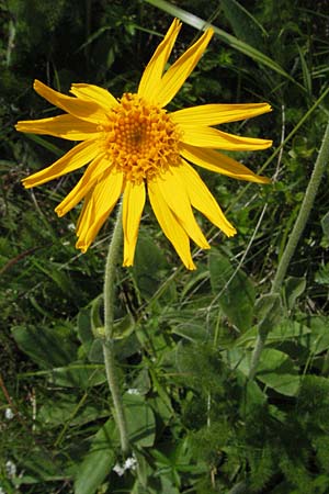 Arnica montana \ Bergwohlverleih, Arnika / Mountain Arnica, D Schwarzwald/Black-Forest, Feldberg 24.6.2007