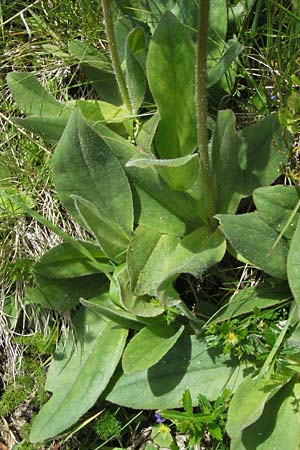 Arnica montana \ Bergwohlverleih, Arnika / Mountain Arnica, D Schwarzwald/Black-Forest, Feldberg 24.6.2007