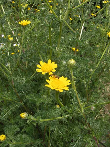 Anacyclus radiatus / Yellow Anacyclus, D Botan. Gar.  Universit.  Mainz 11.7.2009