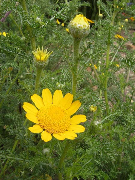 Anacyclus radiatus / Yellow Anacyclus, D Botan. Gar.  Universit.  Mainz 11.7.2009