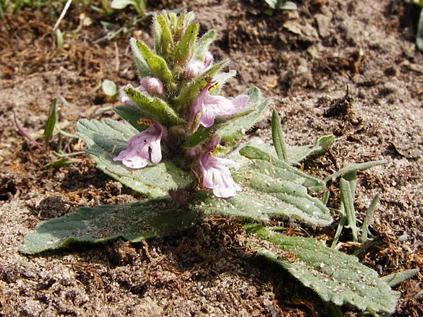Ajuga genevensis \ Genfer G�nsel, Heide-G�nsel / Blue Bugle, D Mannheim 29.4.2015
