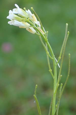 Arabis hirsuta \ Rauhaarige G�nsekresse / Hairy Rock-Cress, D Pfronten 28.6.2016