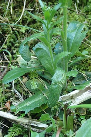 Arabis hirsuta \ Rauhaarige G�nsekresse / Hairy Rock-Cress, D Pfronten 28.6.2016
