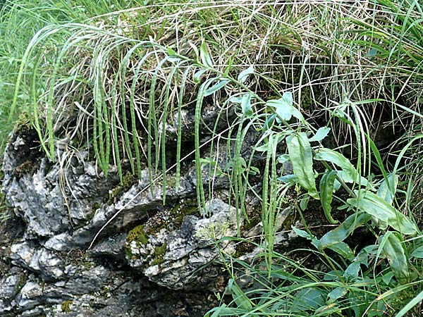 Arabis turrita \ Turm-G�nsekresse, D Pfronten 28.6.2016