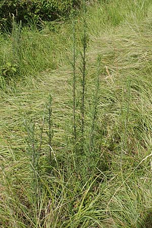 Artemisia pontica ? / Roman Wormwood, D Kaiserstuhl,  Badberg 25.6.2018