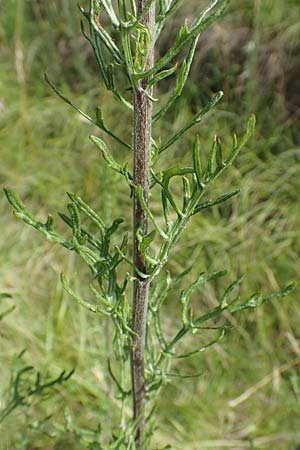 Artemisia pontica ? / Roman Wormwood, D Kaiserstuhl,  Badberg 25.6.2018