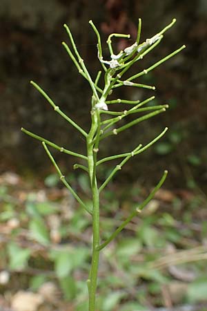 Arabis procurrens \ Ungarische G�nsekresse, Karpaten-Schaumkresse / Running Rock-Cress, D Weinheim an der Bergstra&szlig;e 29.4.2019