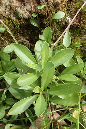 Arabis procurrens \ Ungarische G�nsekresse, Karpaten-Schaumkresse / Running Rock-Cress, D Weinheim an der Bergstra&szlig;e 29.4.2019