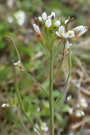 Arabidopsis thaliana \ Acker-Schmalwand, D Rheinhessen, Flonheim 2.4.2021