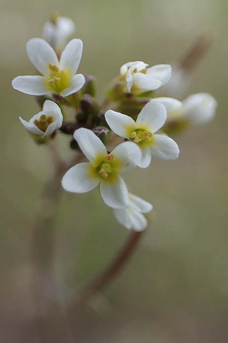 Arabidopsis thaliana \ Acker-Schmalwand, D Viernheim 9.4.2021