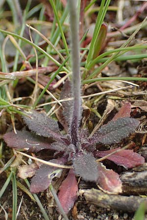 Arabidopsis thaliana \ Acker-Schmalwand, D Viernheim 9.4.2021