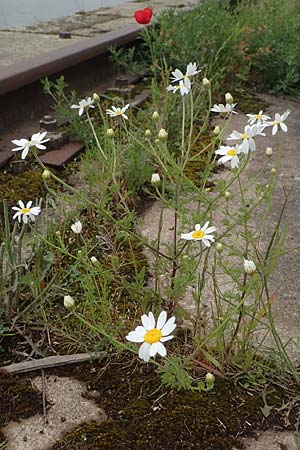 Anthemis austriaca, Austrian Chamomile