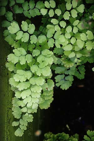 Adiantum raddianum, Dreieckiger Frauenhaar-Farn, Raddes Frauenhaar-Farn