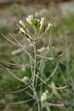 Arabidopsis thaliana, Thale Cress