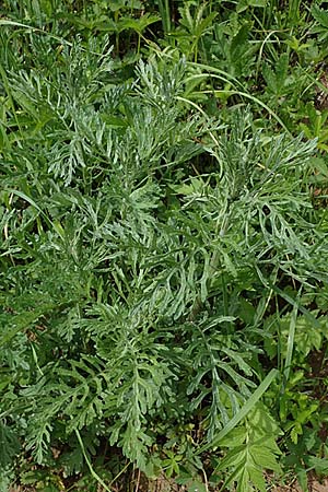 Senecio erucifolius \ Raukenbl�ttriges Greiskraut / Hoary Ragwort, D Th&uuml;ringen, Eisenach 6.6.2022