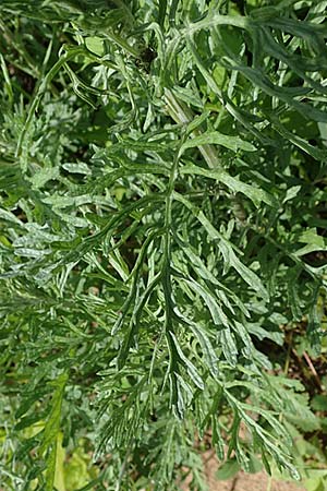 Senecio erucifolius \ Raukenbl�ttriges Greiskraut / Hoary Ragwort, D Th&uuml;ringen, Eisenach 6.6.2022