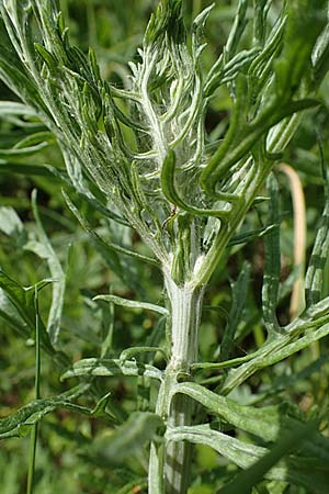 Senecio erucifolius \ Raukenbl�ttriges Greiskraut / Hoary Ragwort, D Th&uuml;ringen, Eisenach 6.6.2022