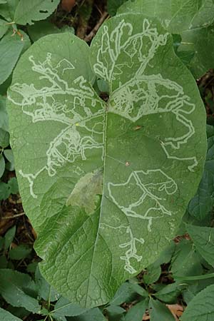 Arctium lappa \ Gro�e Klette, D Th&uuml;ringen, Erfurt 13.6.2022