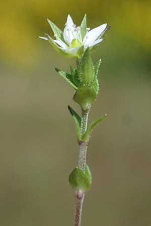Arenaria serpyllifolia \ Quendelbl�ttriges Sandkraut / Thyme-Leaved Sandwort, D Eisenberg 9.5.2024