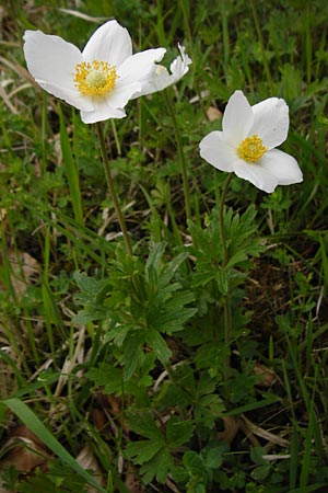 Anemone sylvestris, Wald-Anemone