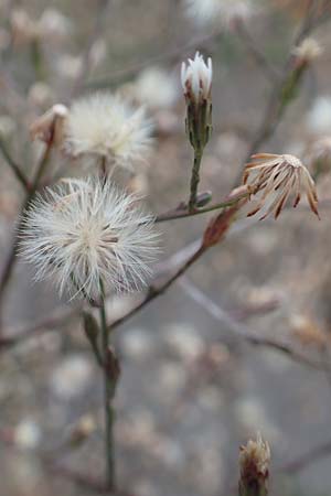 Symphyotrichum subulatum \ Schuppige Aster, Einj�hrige Salz-Aster / Annual Saltmarsh Aster, Baby's Breath Aster, D Mannheim 2.9.2018