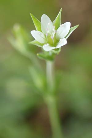 Arenaria serpyllifolia \ Quendelbl�ttriges Sandkraut / Thyme-Leaved Sandwort, D Neuleiningen 25.5.2020