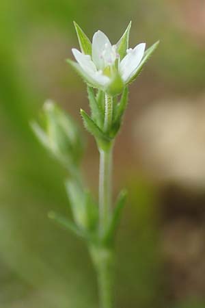 Arenaria serpyllifolia, Quendelbl&auml;ttriges Sandkraut