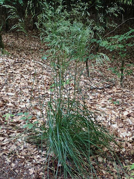 Agrostis stolonifera \ Wei�es Strau�gras, D Hunsr&uuml;ck, B&ouml;rfink 18.7.2020