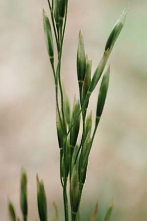 Agrostis stolonifera \ Wei�es Strau�gras, D Hunsr&uuml;ck, B&ouml;rfink 18.7.2020