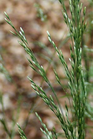 Agrostis stolonifera \ Wei�es Strau�gras, D Hunsr&uuml;ck, B&ouml;rfink 18.7.2020