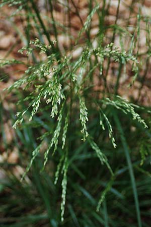 Agrostis stolonifera \ Wei�es Strau�gras, D Hunsr&uuml;ck, B&ouml;rfink 18.7.2020