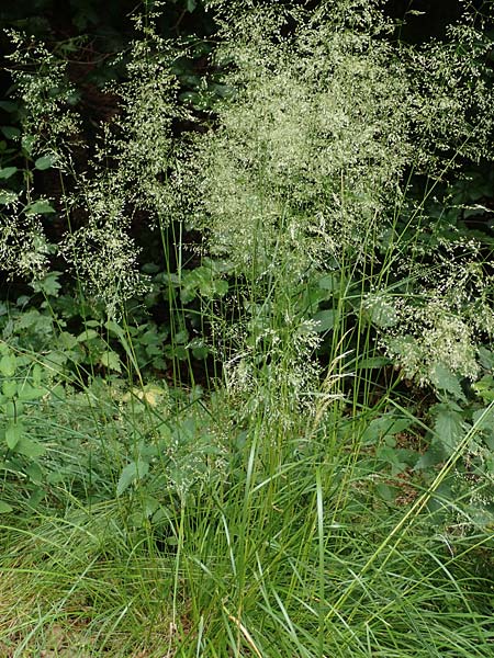 Agrostis stolonifera \ Wei�es Strau�gras, D Hunsr&uuml;ck, B&ouml;rfink 18.7.2020