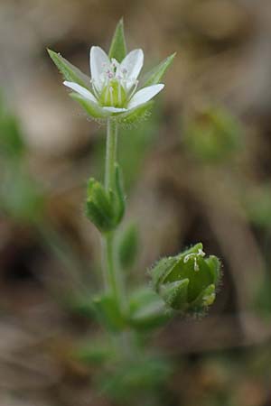 Arenaria serpyllifolia, Quendelbl&auml;ttriges Sandkraut