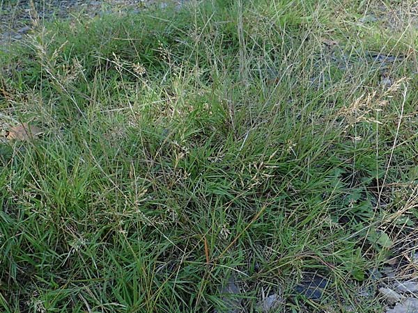 Agrostis stolonifera \ Wei�es Strau�gras, D M&ouml;rfelden-Walldorf 14.8.2021