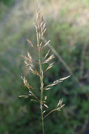 Agrostis stolonifera \ Wei�es Strau�gras, D M&ouml;rfelden-Walldorf 14.8.2021