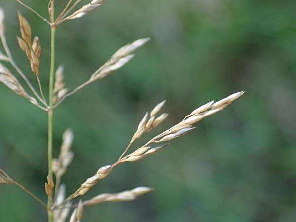 Agrostis stolonifera \ Wei�es Strau�gras, D M&ouml;rfelden-Walldorf 14.8.2021