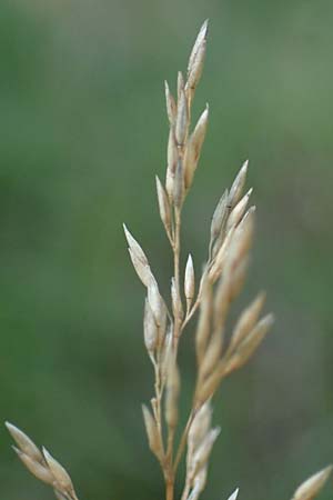 Agrostis stolonifera \ Wei�es Strau�gras, D M&ouml;rfelden-Walldorf 14.8.2021