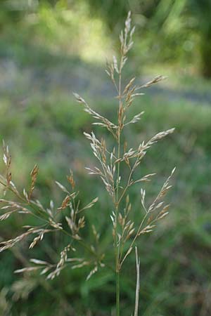 Agrostis stolonifera \ Wei�es Strau�gras, D M&ouml;rfelden-Walldorf 14.8.2021