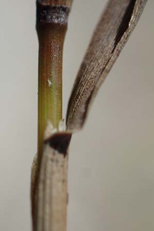 Agrostis stolonifera \ Wei�es Strau�gras, D M&ouml;rfelden-Walldorf 14.8.2021