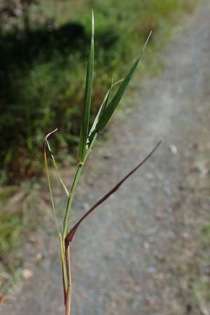 Agrostis stolonifera \ Wei�es Strau�gras, D M&ouml;rfelden-Walldorf 14.8.2021
