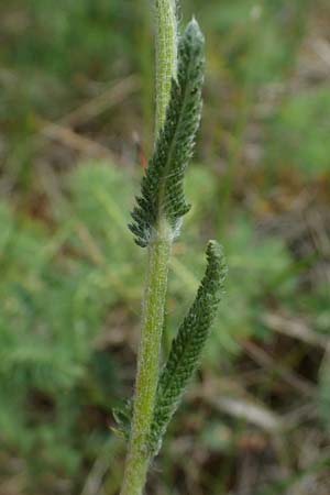 Achillea setacea, Fine-Leaved Milfoil